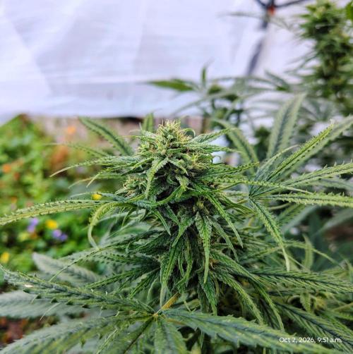 Dragon Punch 🐉👊🍒. Week 21