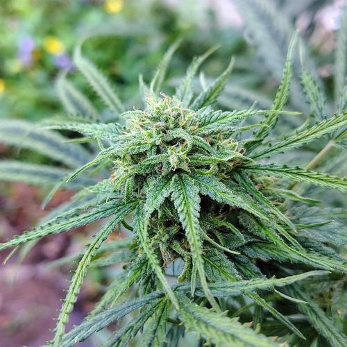 Dragon Punch 🐉👊🍒. Week 21