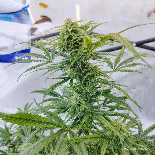 Dragon Punch 🐉👊🍒. Week 21