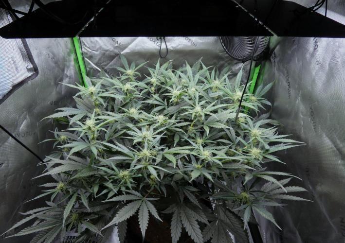 Maverick's Crush (Seed Run) - Mephisto. Week 7