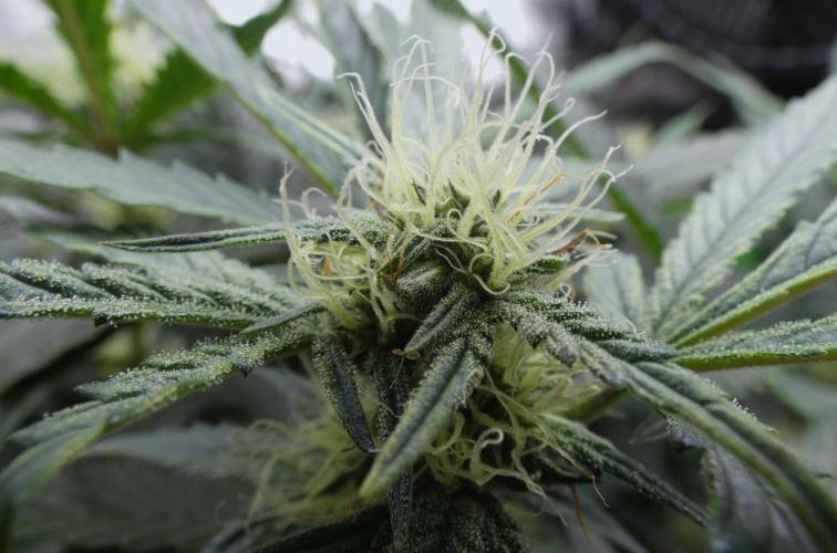 Maverick's Crush (Seed Run) - Mephisto. Week 7