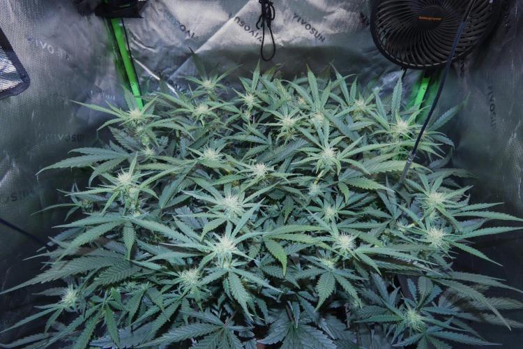 Maverick's Crush (Seed Run) - Mephisto. Week 7