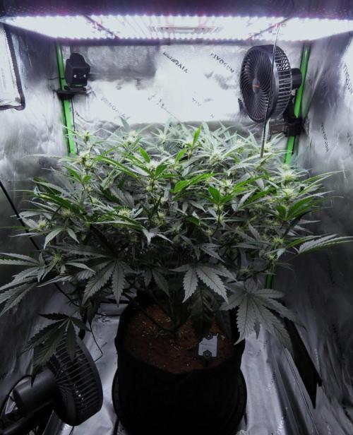 Maverick's Crush (Seed Run) - Mephisto. Week 7