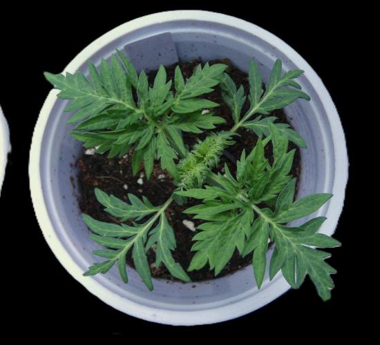 Freakshow F9 Pollen Run - QCS. Week 2 - Day 14