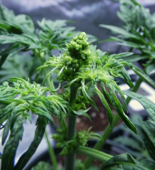 Freakshow F9 Pollen Run - QCS. Week 4 - Day 28