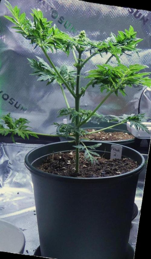 Freakshow F9 Pollen Run - QCS. Week 4