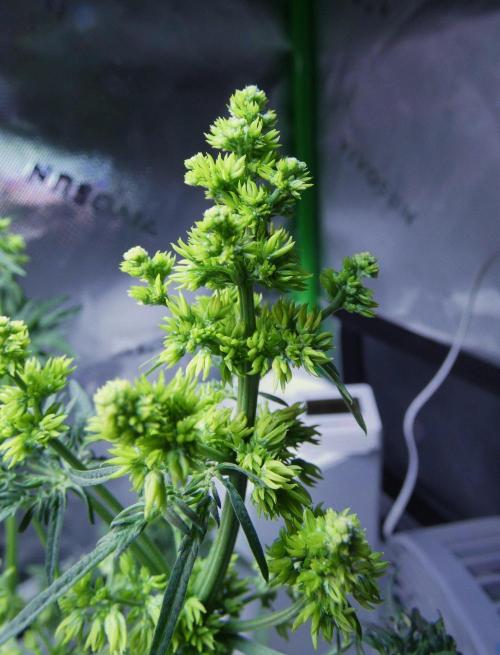 Freakshow F9 Pollen Run - QCS. Week 5 - Day 35