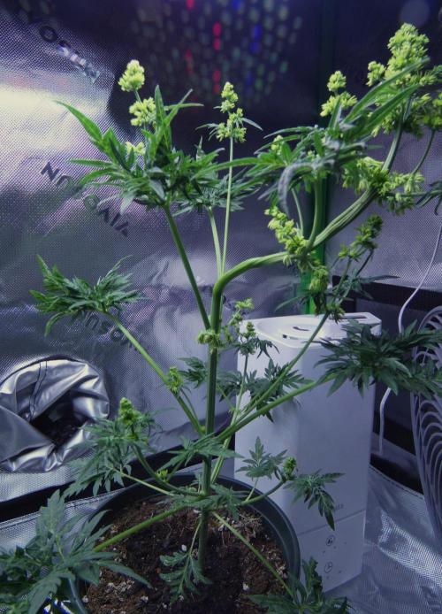 Freakshow F9 Pollen Run - QCS. Week 5 - Day 35