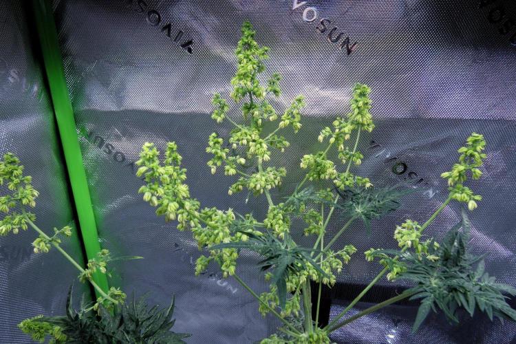Freakshow F9 Pollen Run - QCS. Week 6 - Day 42