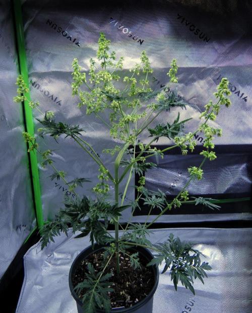 Freakshow F9 Pollen Run - QCS. Week 6 - Day 42