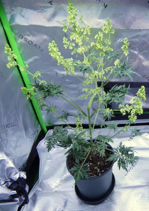 Freakshow F9 Pollen Run - QCS. Week 6 - Day 42