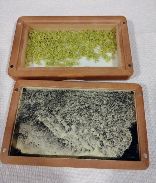 Freakshow F9 Pollen Run - QCS. Week 7 - Daily harvest amount