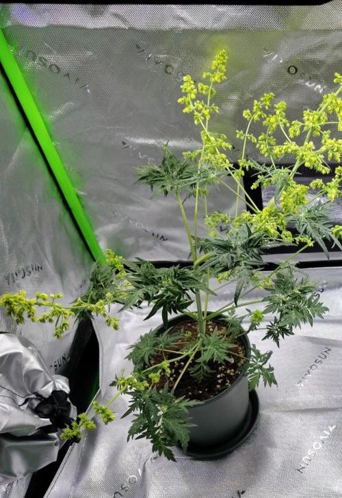 Freakshow F9 Pollen Run - QCS. Week 7