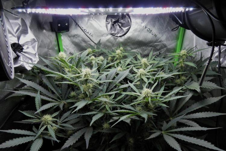 Grape Crinkle - Mephisto. Week 7