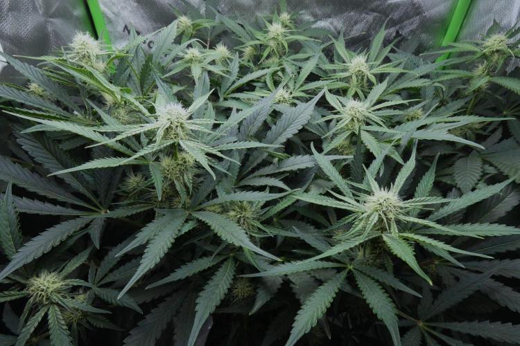 Grape Crinkle - Mephisto. Week 7