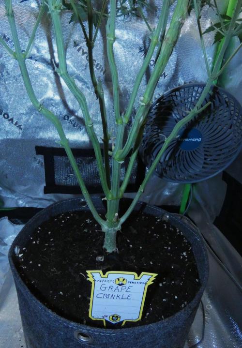 Grape Crinkle - Mephisto. Week 7
