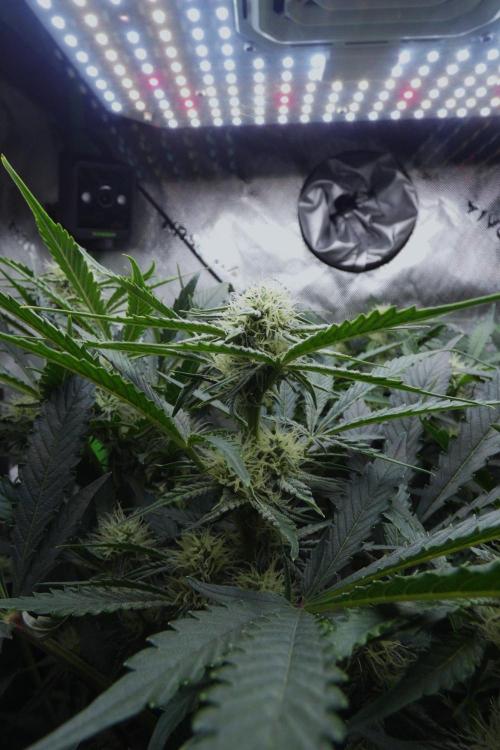 Grape Crinkle - Mephisto. Week 7