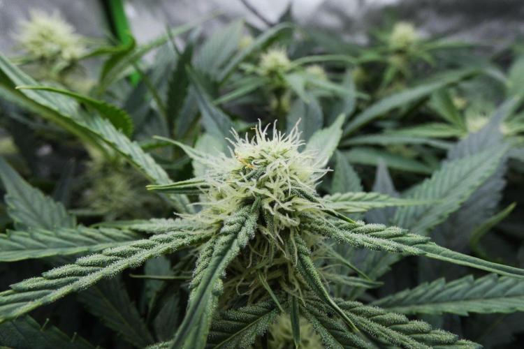 Grape Crinkle - Mephisto. Week 7