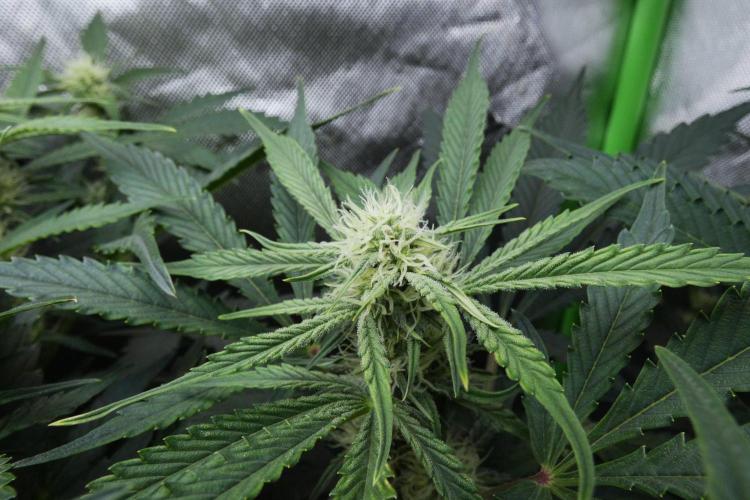 Grape Crinkle - Mephisto. Week 7