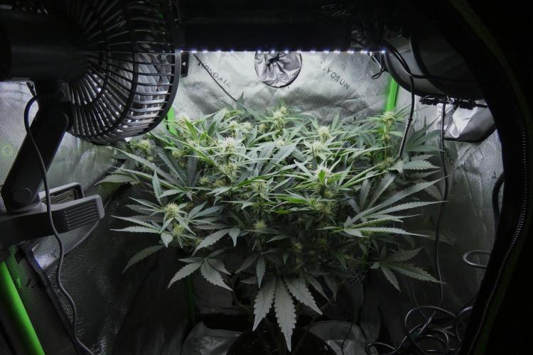 Grape Crinkle - Mephisto. Week 7