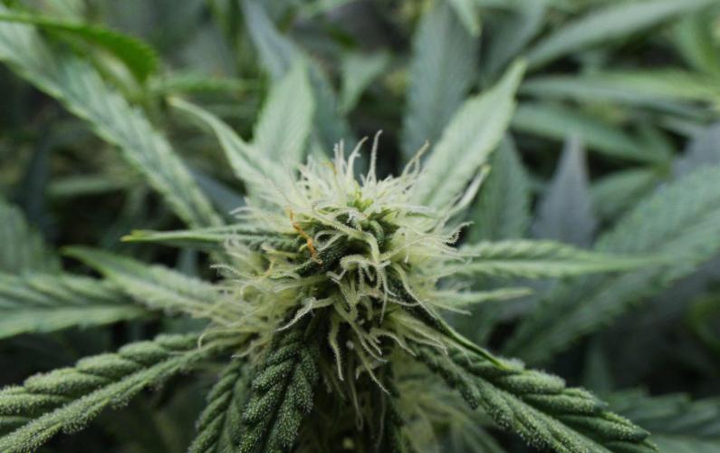 Grape Crinkle - Mephisto. Week 7