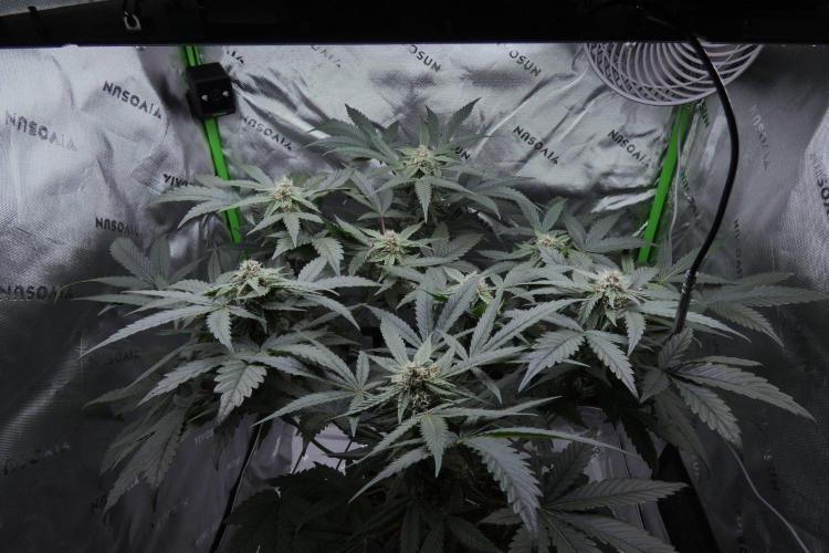 Crush Kush (Seed Run) - QCS. Week 8