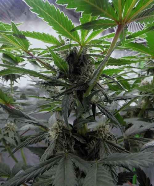 Crush Kush (Seed Run) - QCS. Week 8