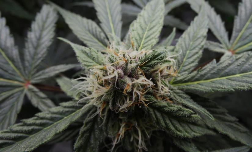 Crush Kush (Seed Run) - QCS. Week 8
