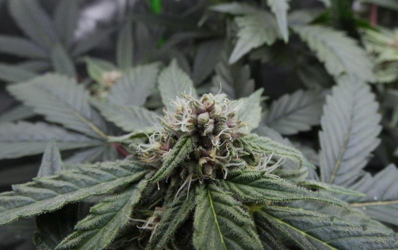 Crush Kush (Seed Run) - QCS. Week 8