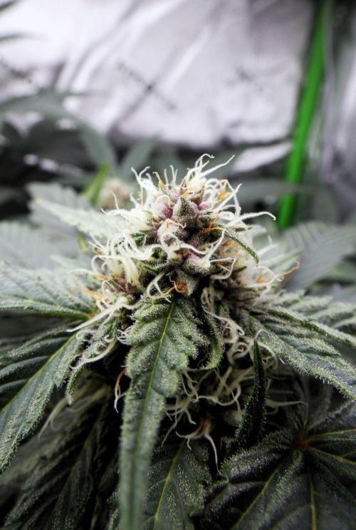 Crush Kush (Seed Run) - QCS. Week 8