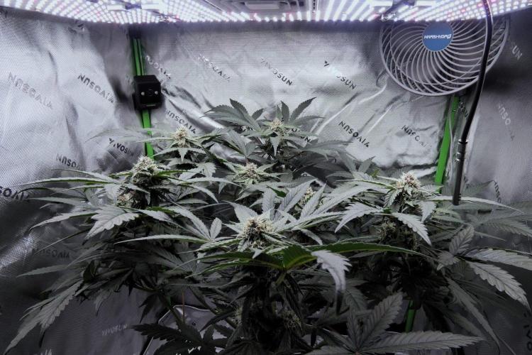 Crush Kush (Seed Run) - QCS. Week 8