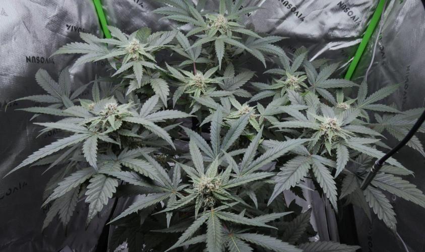 Crush Kush (Seed Run) - QCS. Week 8