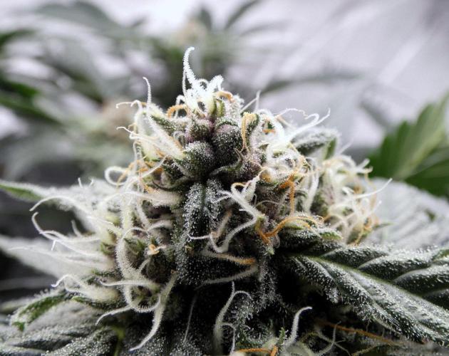 Crush Kush (Seed Run) - QCS. Week 8