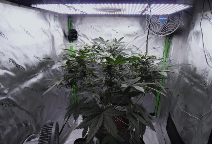 Crush Kush (Seed Run) - QCS. Week 8
