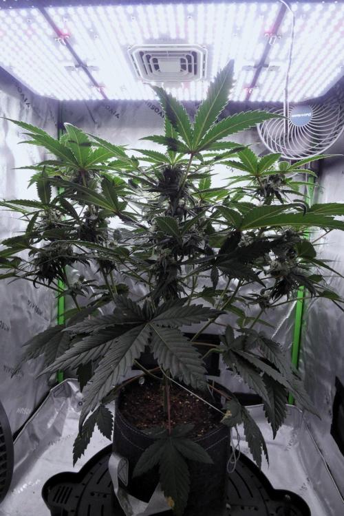 Crush Kush (Seed Run) - QCS. Week 8