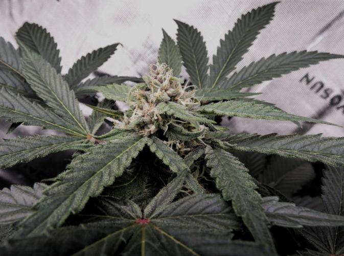 Crush Kush. Week 8