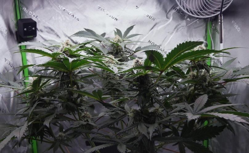 Crush Kush (Seed Run) - QCS. Week 8