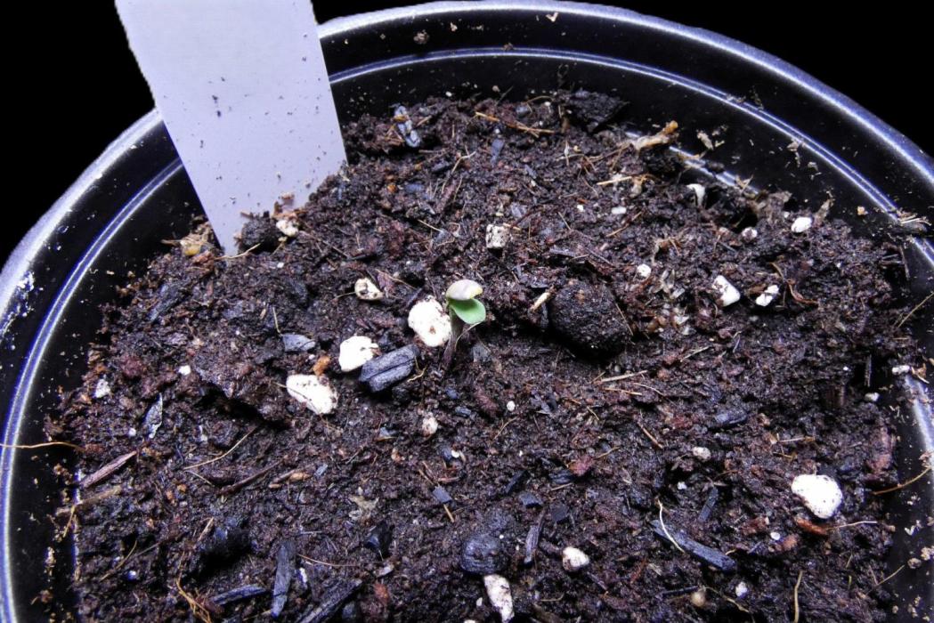 Blueberry Bastard F5 (Seed Run) - 7 East. Week 0