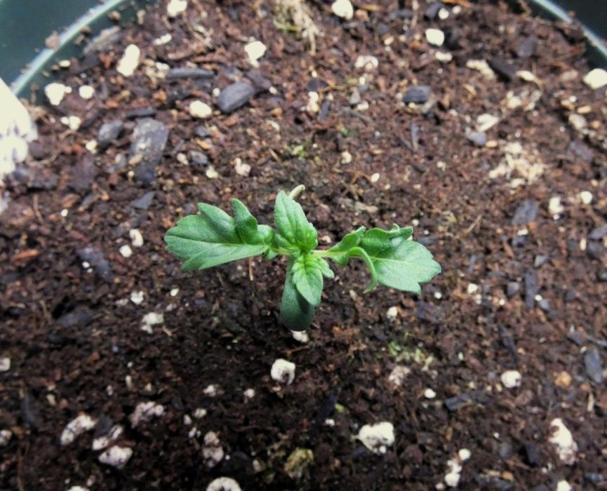 Blueberry Bastard F5 (Seed Run) - 7 East. Week 1 - Day 7