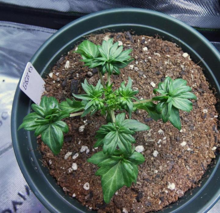 Blueberry Bastard F5 (Seed Run) - 7 East. Week 3 - Day 21