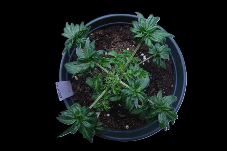 Blueberry Bastard F5 (Seed Run) - 7 East. Week 4