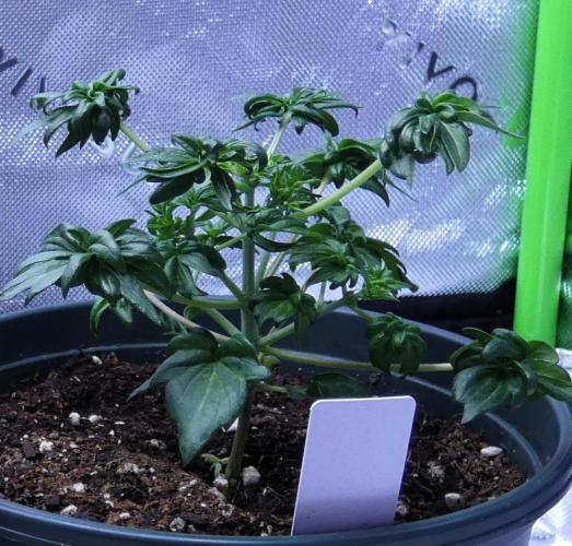 Blueberry Bastard F5 (Seed Run) - 7 East. Week 4