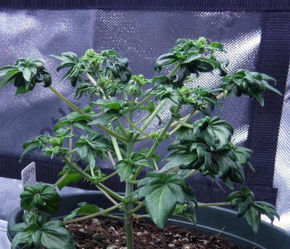 Blueberry Bastard F5 (Seed Run) - 7 East. Week 5