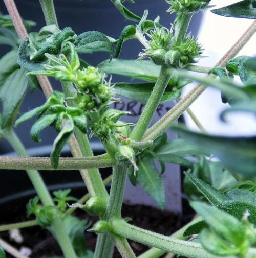 Blueberry Bastard F5 (Seed Run) - 7 East. Week 5