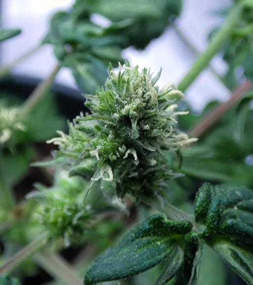 Blueberry Bastard F5 (Seed Run) - 7 East. Week 5