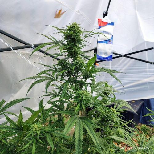 Dragon Punch 🐉👊🍒. Week 22
