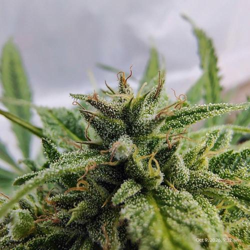Dragon Punch 🐉👊🍒. Week 22