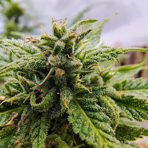 Dragon Punch 🐉👊🍒. Week 22