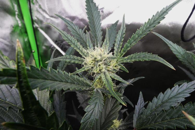 Maverick's Crush (Seed Run) - Mephisto. Week 8
