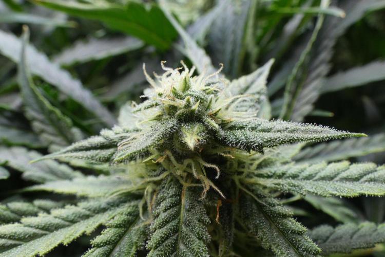 Grape Crinkle - Mephisto. Week 8
